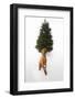 Dog Sitting in Front of Christmas Tree-Ned Frisk-Framed Photographic Print