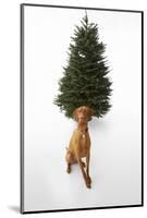 Dog Sitting in Front of Christmas Tree-Ned Frisk-Mounted Photographic Print