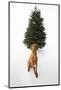 Dog Sitting in Front of Christmas Tree-Ned Frisk-Mounted Photographic Print