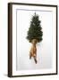 Dog Sitting in Front of Christmas Tree-Ned Frisk-Framed Photographic Print