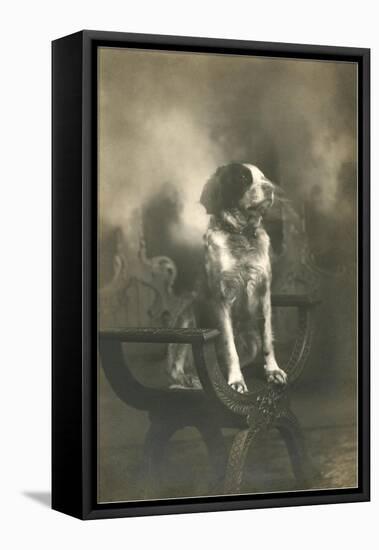 Dog Sitting on Carved Wooden Chair-null-Framed Stretched Canvas