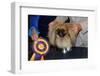 Dog Sitting on Trophy-Andrew Lopez-Framed Photographic Print