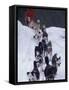 Dog Sled Racing in the 1991 Iditarod Sled Race, Alaska, USA-Paul Souders-Framed Stretched Canvas