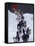 Dog Sled Racing in the 1991 Iditarod Sled Race, Alaska, USA-Paul Souders-Framed Stretched Canvas