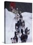 Dog Sled Racing in the 1991 Iditarod Sled Race, Alaska, USA-Paul Souders-Stretched Canvas