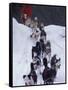 Dog Sled Racing in the 1991 Iditarod Sled Race, Alaska, USA-Paul Souders-Framed Stretched Canvas