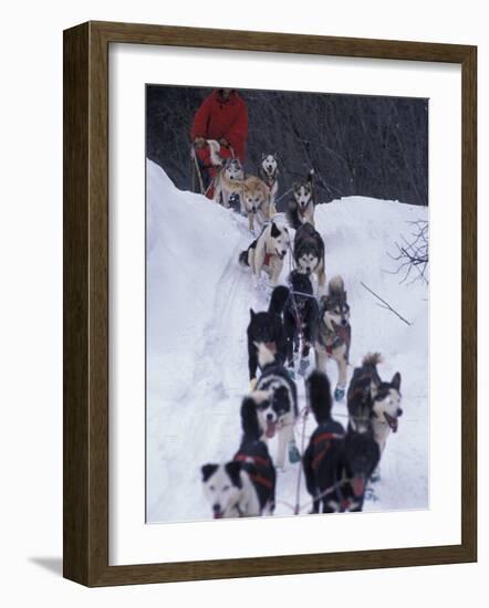 Dog Sled Racing in the 1991 Iditarod Sled Race, Alaska, USA-Paul Souders-Framed Photographic Print