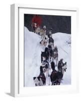 Dog Sled Racing in the 1991 Iditarod Sled Race, Alaska, USA-Paul Souders-Framed Photographic Print