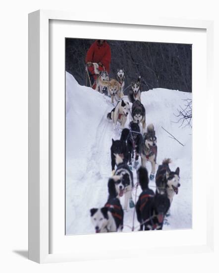 Dog Sled Racing in the 1991 Iditarod Sled Race, Alaska, USA-Paul Souders-Framed Photographic Print