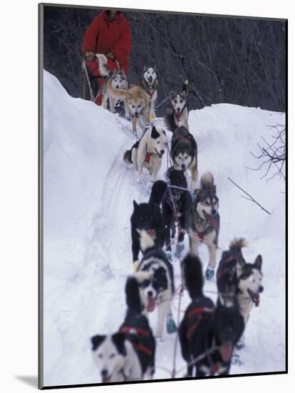Dog Sled Racing in the 1991 Iditarod Sled Race, Alaska, USA-Paul Souders-Mounted Photographic Print