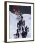 Dog Sled Racing in the 1991 Iditarod Sled Race, Alaska, USA-Paul Souders-Framed Photographic Print