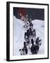 Dog Sled Racing in the 1991 Iditarod Sled Race, Alaska, USA-Paul Souders-Framed Photographic Print