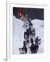 Dog Sled Racing in the 1991 Iditarod Sled Race, Alaska, USA-Paul Souders-Framed Photographic Print