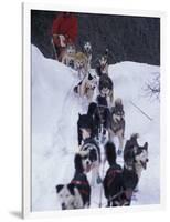 Dog Sled Racing in the 1991 Iditarod Sled Race, Alaska, USA-Paul Souders-Framed Photographic Print