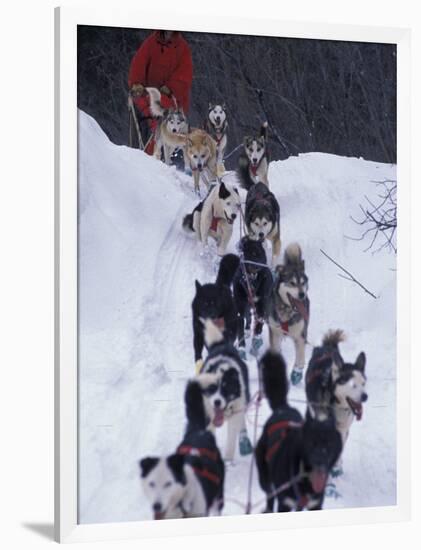 Dog Sled Racing in the 1991 Iditarod Sled Race, Alaska, USA-Paul Souders-Framed Photographic Print