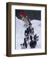 Dog Sled Racing in the 1991 Iditarod Sled Race, Alaska, USA-Paul Souders-Framed Photographic Print