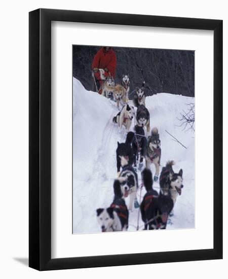 Dog Sled Racing in the 1991 Iditarod Sled Race, Alaska, USA-Paul Souders-Framed Photographic Print