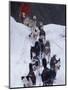 Dog Sled Racing in the 1991 Iditarod Sled Race, Alaska, USA-Paul Souders-Mounted Photographic Print
