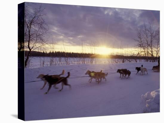 Dog Sled Racing in the Iditarod Sled Race, Alaska, USA-Paul Souders-Stretched Canvas