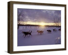 Dog Sled Racing in the Iditarod Sled Race, Alaska, USA-Paul Souders-Framed Premium Photographic Print