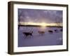 Dog Sled Racing in the Iditarod Sled Race, Alaska, USA-Paul Souders-Framed Photographic Print