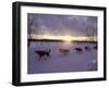 Dog Sled Racing in the Iditarod Sled Race, Alaska, USA-Paul Souders-Framed Photographic Print