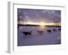 Dog Sled Racing in the Iditarod Sled Race, Alaska, USA-Paul Souders-Framed Photographic Print