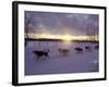 Dog Sled Racing in the Iditarod Sled Race, Alaska, USA-Paul Souders-Framed Photographic Print