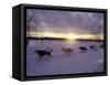 Dog Sled Racing in the Iditarod Sled Race, Alaska, USA-Paul Souders-Framed Stretched Canvas