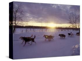 Dog Sled Racing in the Iditarod Sled Race, Alaska, USA-Paul Souders-Stretched Canvas