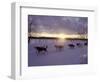 Dog Sled Racing in the Iditarod Sled Race, Alaska, USA-Paul Souders-Framed Photographic Print