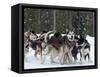 Dog Sledding Team During Snowfall, Continental Divide, Near Dubois, Wyoming, United States of Ameri-Kimberly Walker-Framed Stretched Canvas
