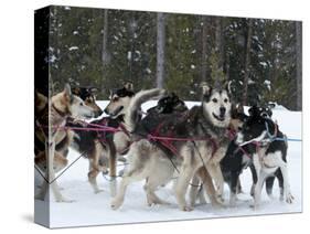 Dog Sledding Team During Snowfall, Continental Divide, Near Dubois, Wyoming, United States of Ameri-Kimberly Walker-Stretched Canvas