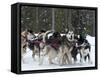 Dog Sledding Team During Snowfall, Continental Divide, Near Dubois, Wyoming, United States of Ameri-Kimberly Walker-Framed Stretched Canvas