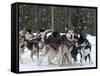 Dog Sledding Team During Snowfall, Continental Divide, Near Dubois, Wyoming, United States of Ameri-Kimberly Walker-Framed Stretched Canvas