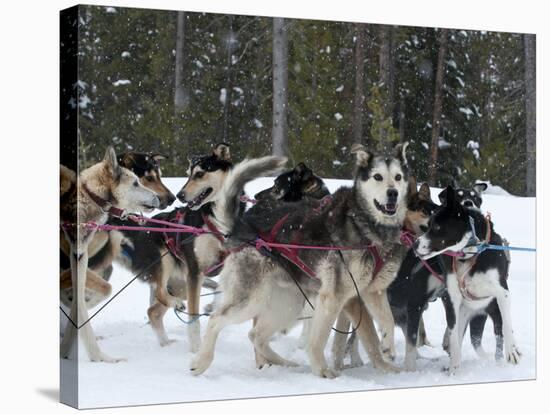 Dog Sledding Team During Snowfall, Continental Divide, Near Dubois, Wyoming, United States of Ameri-Kimberly Walker-Stretched Canvas