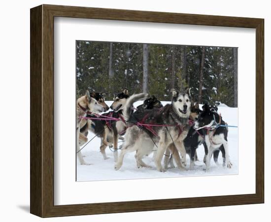 Dog Sledding Team During Snowfall, Continental Divide, Near Dubois, Wyoming, United States of Ameri-Kimberly Walker-Framed Photographic Print