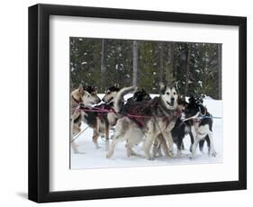 Dog Sledding Team During Snowfall, Continental Divide, Near Dubois, Wyoming, United States of Ameri-Kimberly Walker-Framed Photographic Print