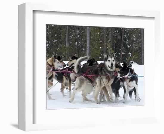 Dog Sledding Team During Snowfall, Continental Divide, Near Dubois, Wyoming, United States of Ameri-Kimberly Walker-Framed Photographic Print