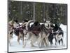 Dog Sledding Team During Snowfall, Continental Divide, Near Dubois, Wyoming, United States of Ameri-Kimberly Walker-Mounted Photographic Print