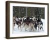 Dog Sledding Team During Snowfall, Continental Divide, Near Dubois, Wyoming, United States of Ameri-Kimberly Walker-Framed Photographic Print