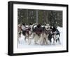 Dog Sledding Team During Snowfall, Continental Divide, Near Dubois, Wyoming, United States of Ameri-Kimberly Walker-Framed Photographic Print