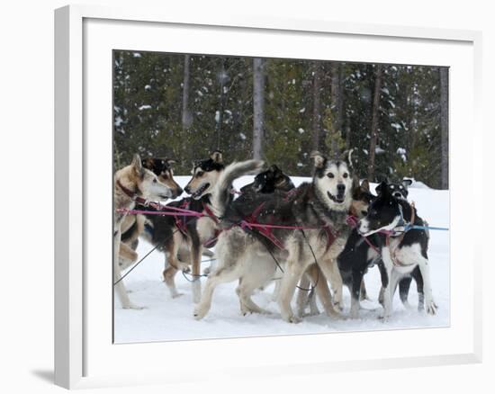 Dog Sledding Team During Snowfall, Continental Divide, Near Dubois, Wyoming, United States of Ameri-Kimberly Walker-Framed Photographic Print