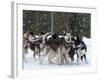 Dog Sledding Team During Snowfall, Continental Divide, Near Dubois, Wyoming, United States of Ameri-Kimberly Walker-Framed Photographic Print