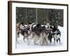 Dog Sledding Team During Snowfall, Continental Divide, Near Dubois, Wyoming, United States of Ameri-Kimberly Walker-Framed Photographic Print