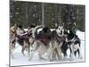 Dog Sledding Team During Snowfall, Continental Divide, Near Dubois, Wyoming, United States of Ameri-Kimberly Walker-Mounted Photographic Print