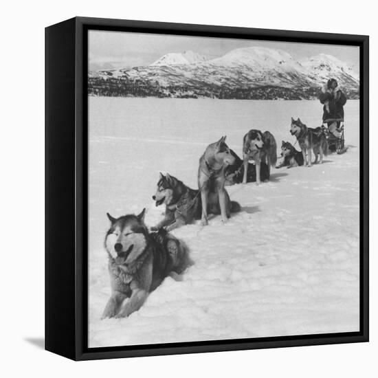 Dog Sledding Team-Nat Farbman-Framed Stretched Canvas