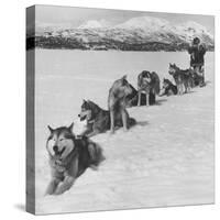 Dog Sledding Team-Nat Farbman-Stretched Canvas