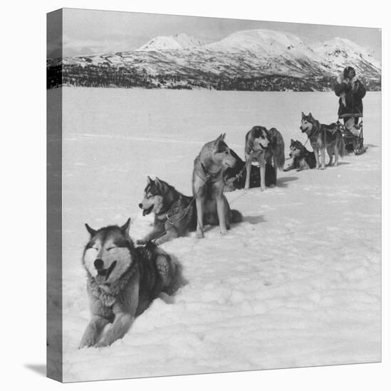 Dog Sledding Team-Nat Farbman-Stretched Canvas