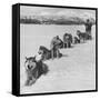 Dog Sledding Team-Nat Farbman-Framed Stretched Canvas